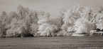 Tropical Estuary, Costa Rica #YNS-787.  Infrared Photograph,  Stretched and Gallery Wrapped, Limited Edition Archival Print on Canvas:  72 x 36 inches, $1620.  Custom Proportions and Sizes are Available.  For more information or to order please visit our ABOUT page or call us at 561-691-1110.