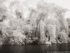 Tropical Estuary, Costa Rica #YNS-801.  Infrared Photograph,  Stretched and Gallery Wrapped, Limited Edition Archival Print on Canvas:  56 x 40 inches, $1590.  Custom Proportions and Sizes are Available.  For more information or to order please visit our ABOUT page or call us at 561-691-1110.