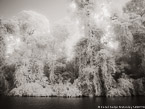 Tropical Estuary, Costa Rica #YNS-802.  Infrared Photograph,  Stretched and Gallery Wrapped, Limited Edition Archival Print on Canvas:  56 x 40 inches, $1590.  Custom Proportions and Sizes are Available.  For more information or to order please visit our ABOUT page or call us at 561-691-1110.