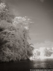 Tropical Estuary, Costa Rica #YNS-814.  Infrared Photograph,  Stretched and Gallery Wrapped, Limited Edition Archival Print on Canvas:  40 x 56 inches, $1590.  Custom Proportions and Sizes are Available.  For more information or to order please visit our ABOUT page or call us at 561-691-1110.