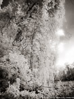 Tropical Estuary, Costa Rica #YNS-815.  Infrared Photograph,  Stretched and Gallery Wrapped, Limited Edition Archival Print on Canvas:  40 x 56 inches, $1590.  Custom Proportions and Sizes are Available.  For more information or to order please visit our ABOUT page or call us at 561-691-1110.