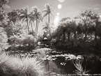 Tropical Garden, Palm Beach #YNS-954.  Infrared Photograph,  Stretched and Gallery Wrapped, Limited Edition Archival Print on Canvas:  56 x 40 inches, $1590.  Custom Proportions and Sizes are Available.  For more information or to order please visit our ABOUT page or call us at 561-691-1110.
