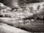 Tropical Wetlands, Palm Beach #YNS-958.  Infrared Photograph,  Stretched and Gallery Wrapped, Limited Edition Archival Print on Canvas:  56 x 40 inches, $1590.  Custom Proportions and Sizes are Available.  For more information or to order please visit our ABOUT page or call us at 561-691-1110.