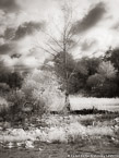 Tropical Wetlands, Palm Beach #YNS-962.  Infrared Photograph,  Stretched and Gallery Wrapped, Limited Edition Archival Print on Canvas:  40 x 56 inches, $1590.  Custom Proportions and Sizes are Available.  For more information or to order please visit our ABOUT page or call us at 561-691-1110.