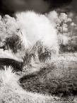 Tropical Wetlands, Palm Beach #YNS-963.  Infrared Photograph,  Stretched and Gallery Wrapped, Limited Edition Archival Print on Canvas:  40 x 56 inches, $1590.  Custom Proportions and Sizes are Available.  For more information or to order please visit our ABOUT page or call us at 561-691-1110.