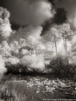 Tropical Wetlands, Palm Beach #YNS-967.  Infrared Photograph,  Stretched and Gallery Wrapped, Limited Edition Archival Print on Canvas:  40 x 56 inches, $1590.  Custom Proportions and Sizes are Available.  For more information or to order please visit our ABOUT page or call us at 561-691-1110.