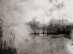 Tropical Wetlands, Palm Beach #YNS-969.  Infrared Photograph,  Stretched and Gallery Wrapped, Limited Edition Archival Print on Canvas:  56 x 40 inches, $1590.  Custom Proportions and Sizes are Available.  For more information or to order please visit our ABOUT page or call us at 561-691-1110.